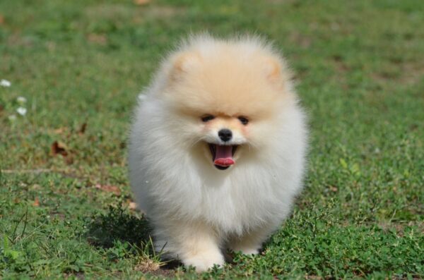 Benjamin Pomeranian