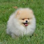Benjamin-male-pomeranian-puppy-for-sale-1 (4)