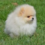 Benjamin-male-pomeranian-puppy-for-sale-1 (5)