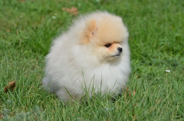 Benjamin Pomeranian