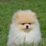 Benjamin-male-pomeranian-puppy-for-sale-1 (6)