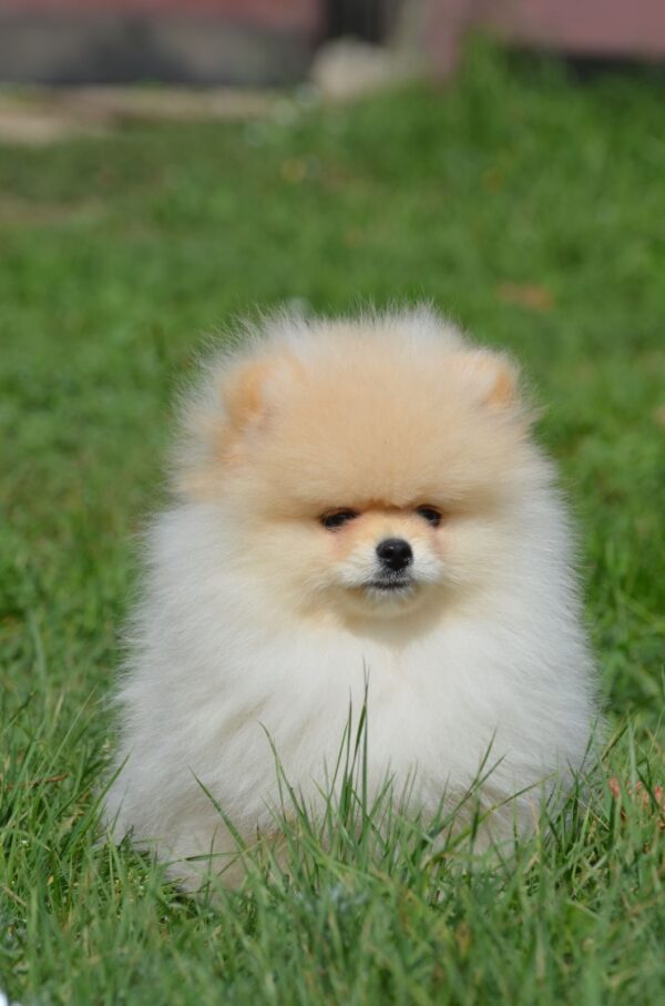 Benjamin Pomeranian