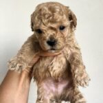 Bixon-male-Maltipoo-puppy-for sale-1