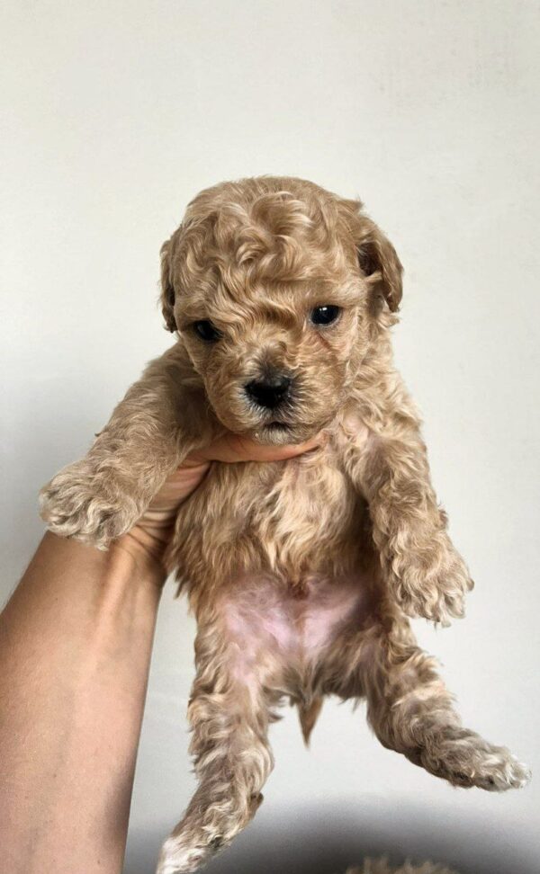 Bixon Maltipoo