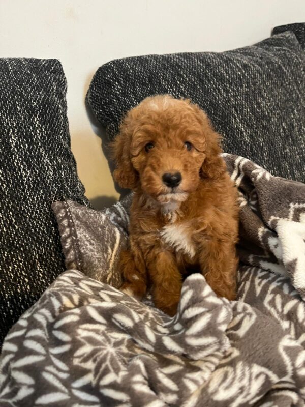 Björn Goldendoodle