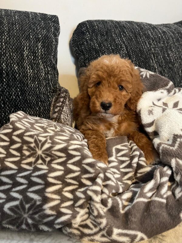 Björn Goldendoodle