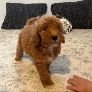 Björn Goldendoodle