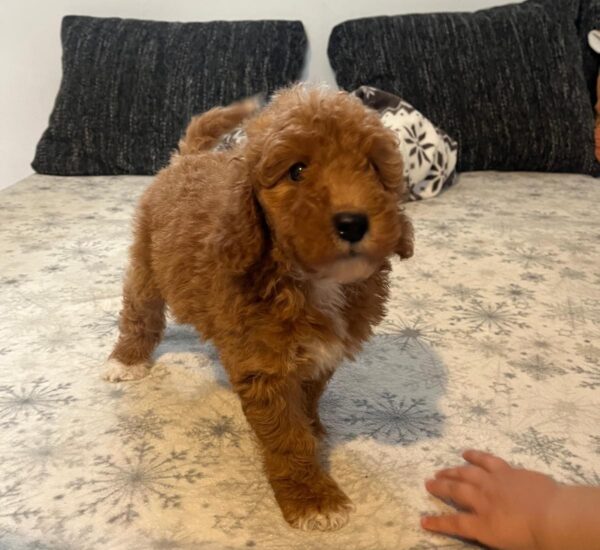 Björn Goldendoodle