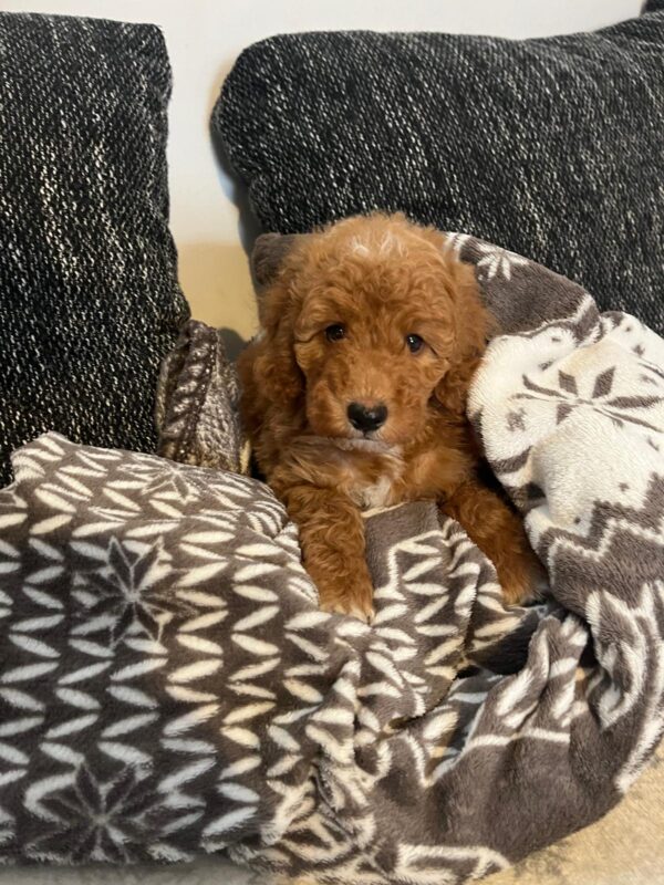Björn Goldendoodle