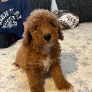 Björn Goldendoodle