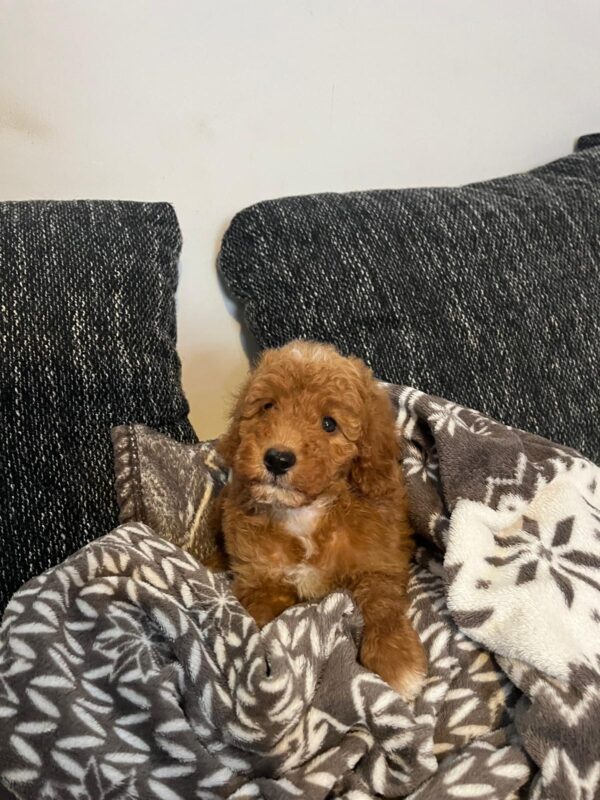 Björn Goldendoodle