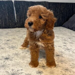 Björn Goldendoodle
