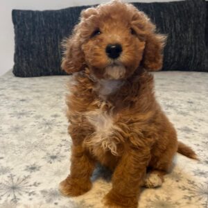 Björn Goldendoodle
