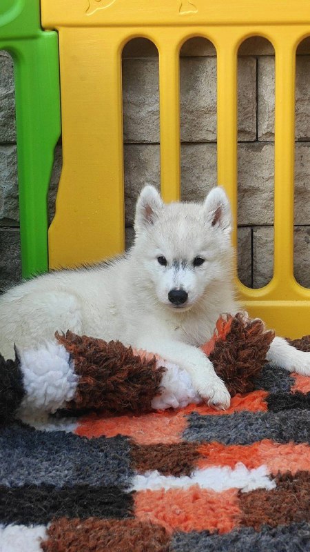 Bond Siberian Husky