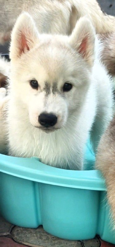 Bond Siberian Husky