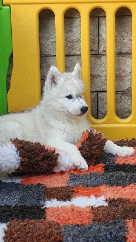 Bond Siberian Husky