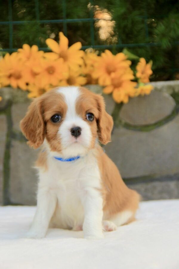 Bonito Cavalier King Charles Spaniel