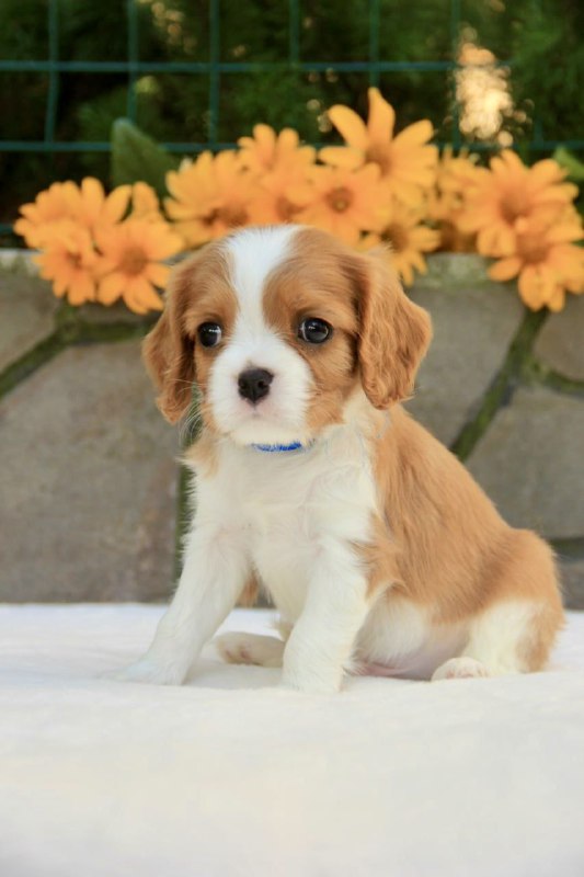 Bonito Cavalier King Charles Spaniel