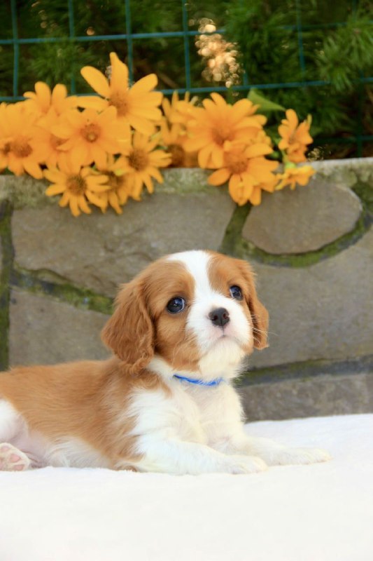 Bonito Cavalier King Charles Spaniel