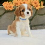 Badi Cavalier King Charles Spaniel