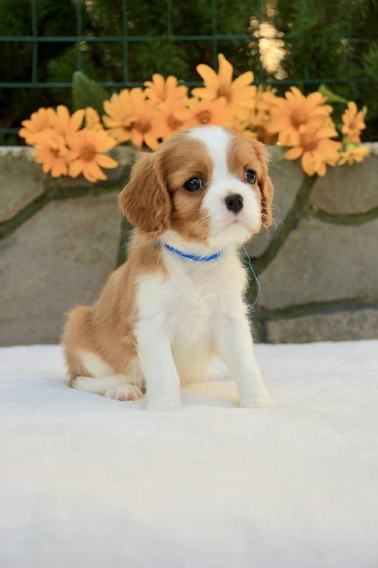 Bonito Cavalier King Charles Spaniel