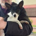 Beara Basenji