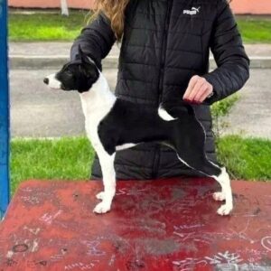 Boula Basenji