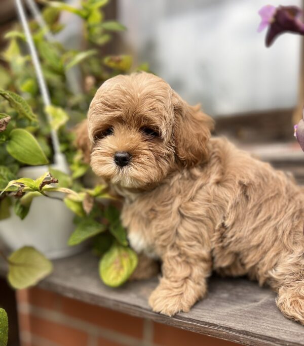 Bruno Maltipoo