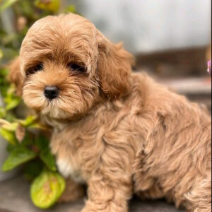 Bruno Maltipoo