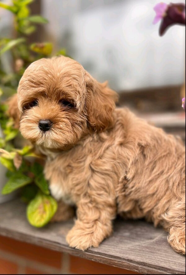 Bruno Maltipoo