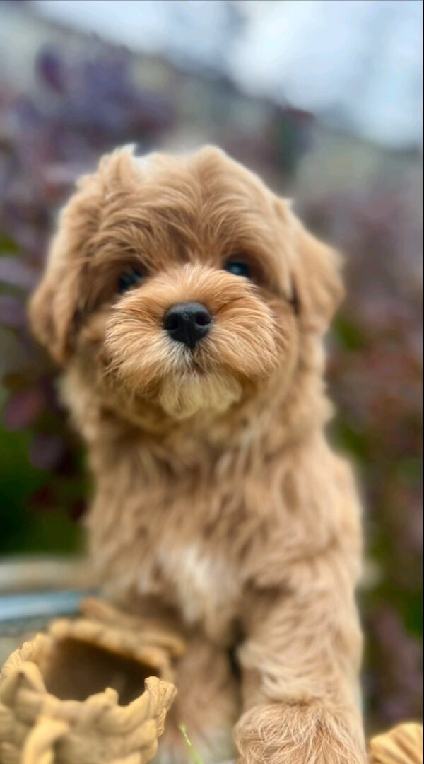 Bruno Maltipoo