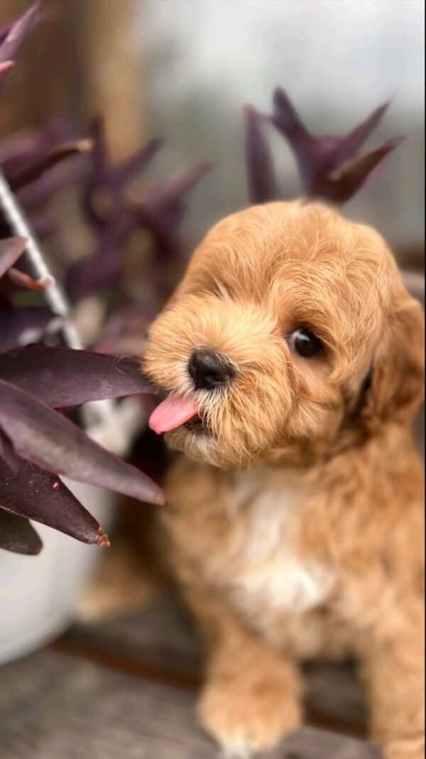 Bruno Maltipoo