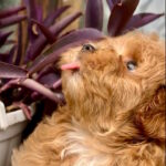 Bruno-male-maltipoo-puppy-for-sale-1 (5)