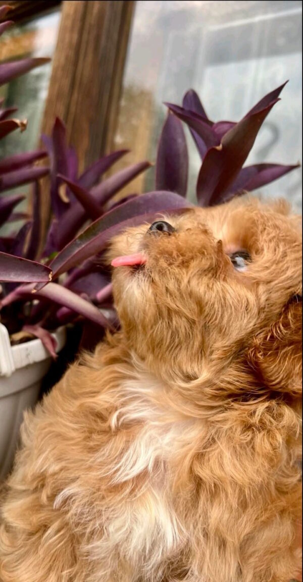 Bruno Maltipoo