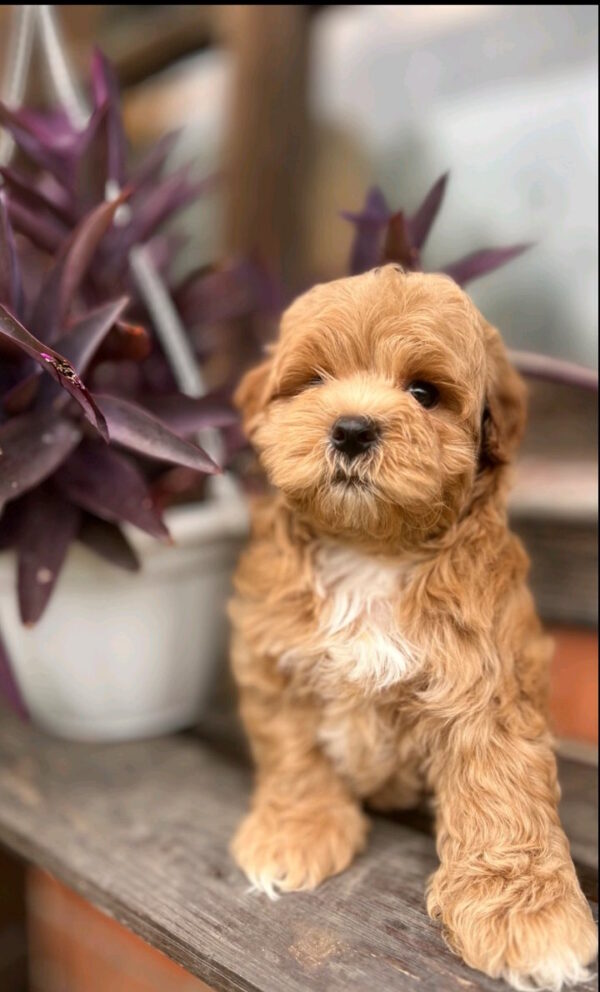 Bruno Maltipoo