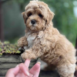 Bucks Maltipoo