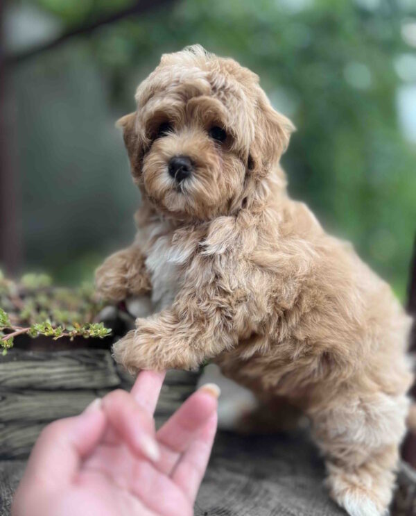 Bucks Maltipoo