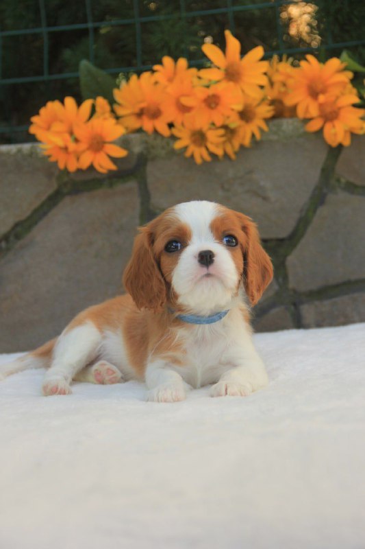 Buffon Cavalier King Charles Spaniel