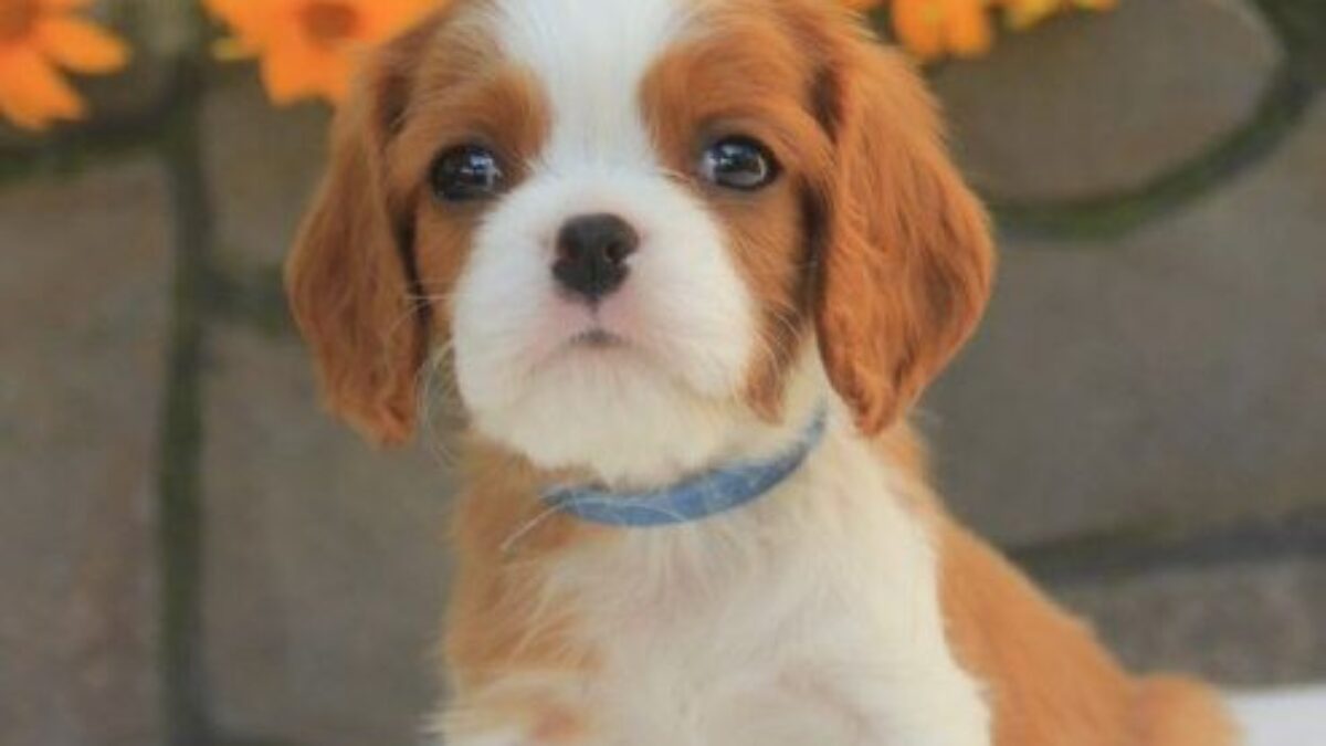 Cavalier King Best Small Dogs To Have As Pets Spaniel Mid Sized