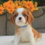 Badi Cavalier King Charles Spaniel