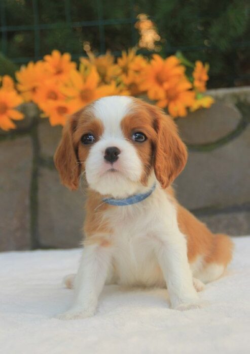Buffon Cavalier King Charles Spaniel