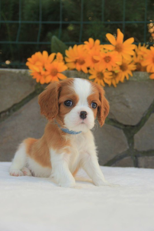 Buffon Cavalier King Charles Spaniel