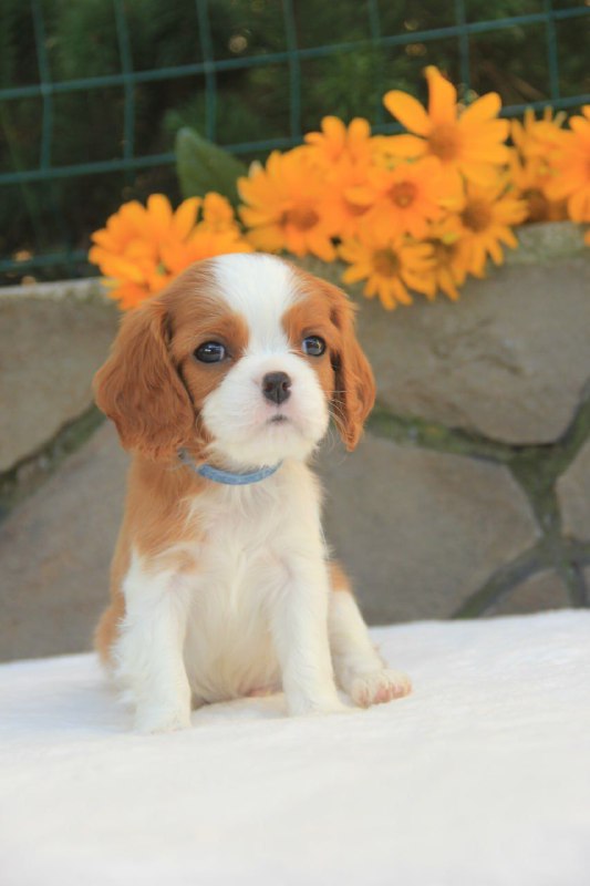 Buffon Cavalier King Charles Spaniel