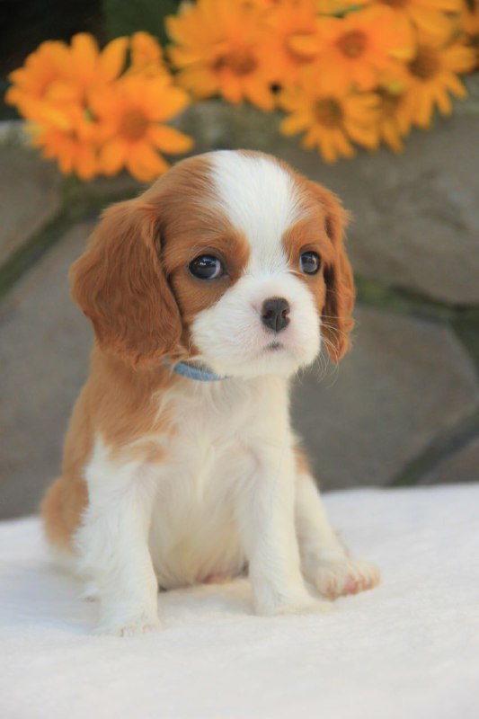 Buffon Cavalier King Charles Spaniel