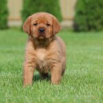Beethoven Labrador Retriever