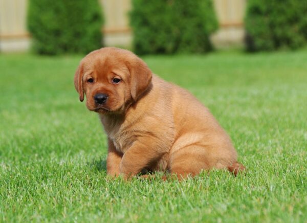 Bummer Labrador Retriever