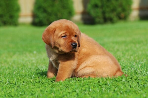 Bummer Labrador Retriever