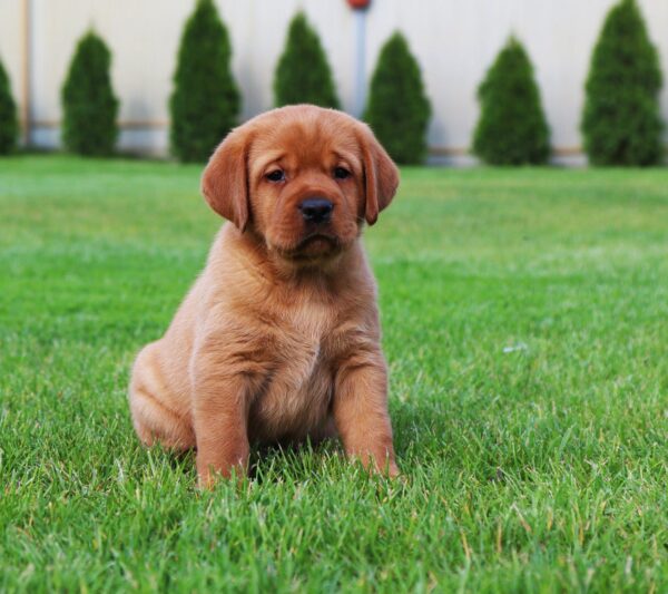 Bummer Labrador Retriever