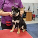 Banzai Shiba Inu