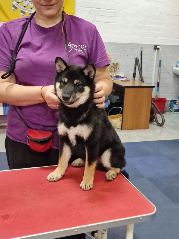 Bushido Shiba Inu